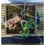 🌸 Prunus sp. | 40 cm - Image 7