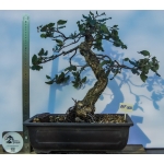 AFP:008 — Quercus sp. - Image 2