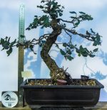QUERCUS - Image 5