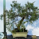 JUNIPERUS COMUNIS