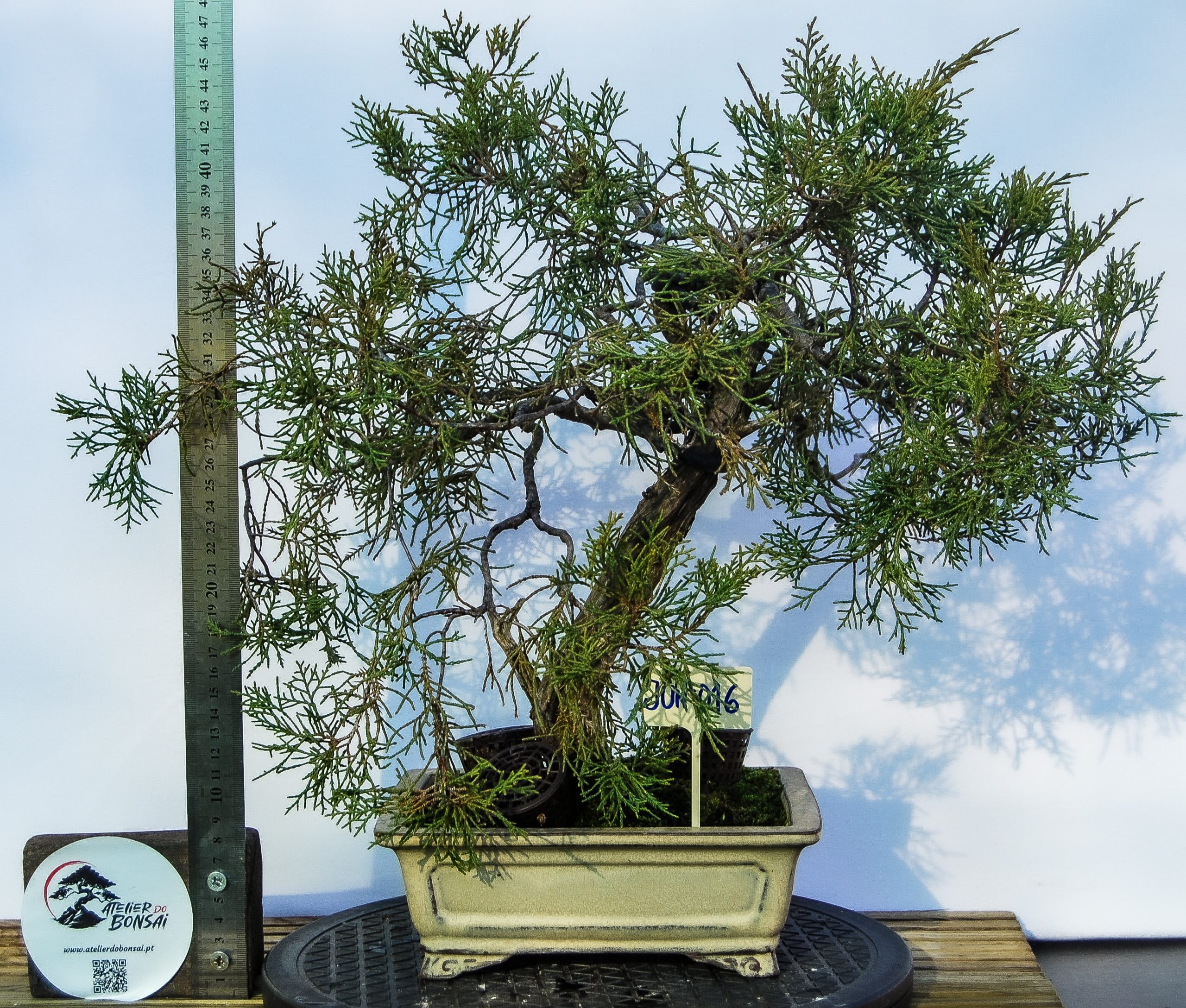 DSC_0073 JUNIPERUS COMUNIS - Image 1