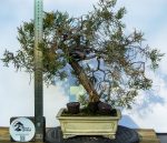 JUNIPERUS COMUNIS - Image 3