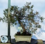 JUNIPERUS COMUNIS - Image 4