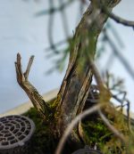 JUNIPERUS COMUNIS - Image 5