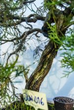 JUNIPERUS COMUNIS - Image 6