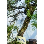 🌲 Junípero com Madeira Morta — JUN:016 - Image 6