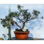 🌲 Juniperus sargentii — JUN:014 - Image 2