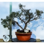🌲 Juniperus sargentii — JUN:014 - Image 3