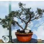 🌲 Juniperus sargentii — JUN:014