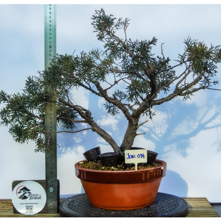 🌲 Juniperus sargentii — JUN:014