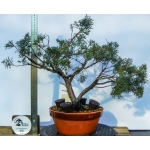 🌲 Juniperus sargentii — JUN:014 - Image 5