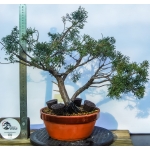 🌲 Juniperus sargentii — JUN:014 - Image 6