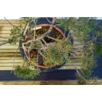 🌲 Juniperus sargentii — JUN:014 - Image 7