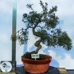 JUNIPERO MOYOGUI ITOAGAWA