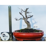 🍁 Acer palmatum — AFC:032 - Image 4