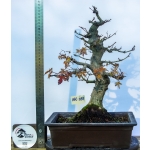 🍁 Acer palmatum Moyogi — AFC:031 - Image 4