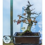 🍁 Acer palmatum Moyogi — AFC:031 - Image 5