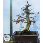 🍁 Acer palmatum Moyogi — AFC:031 - Image 6