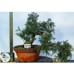 🌲 Juniperus communis — Semi-Cascata | JUN:004 - Image 2