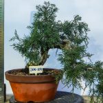 JUNIPERO COMUNIS ESTILO SEMI CASCATA