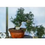 🌲 Juniperus communis — Semi-Cascata | JUN:004