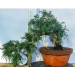 🌲 Juniperus communis — Semi-Cascata | JUN:004 - Image 4