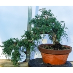 🌲 Juniperus communis — Semi-Cascata | JUN:004 - Image 5