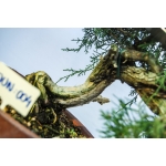 🌲 Juniperus communis — Semi-Cascata | JUN:004 - Image 6