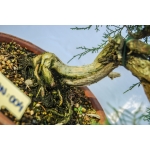 🌲 Juniperus communis — Semi-Cascata | JUN:004 - Image 7