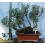 Caril Multitronco | Helichrysum italicum —AFP:009 - Image 2