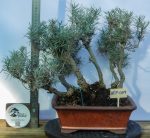 CARIL MULTITRONO (Helichrysum italicum)