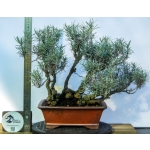 Caril Multitronco | Helichrysum italicum —AFP:009 - Image 3