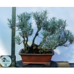 Caril Multitronco | Helichrysum italicum —AFP:009 - Image 4