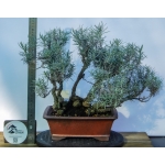 Caril Multitronco | Helichrysum italicum —AFP:009 - Image 5