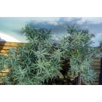 Caril Multitronco | Helichrysum italicum —AFP:009 - Image 6