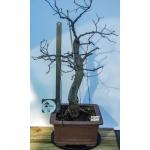 🌸 Olaia — Cercis siliquastrum | Moyogui | 80 cm - Image 2
