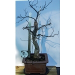 🌸 Olaia — Cercis siliquastrum | Moyogui | 80 cm - Image 3