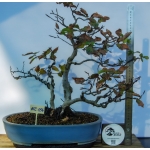 🌳 Fagus sylvatica — Duplo Tronco | AFC:036 - Image 2