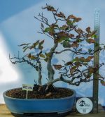 FAIA (Fagus Sylvatica) DUPLO TRONCO - Image 3