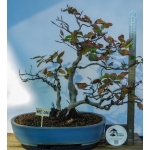 🌳 Fagus sylvatica — Duplo Tronco | AFC:036 - Image 3