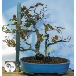 🌳 Fagus sylvatica — Duplo Tronco | AFC:036 - Image 4