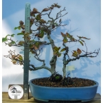 🌳 Fagus sylvatica — Duplo Tronco | AFC:036 - Image 5