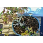 🌳 Fagus sylvatica — Duplo Tronco | AFC:036 - Image 6