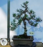 PINUS THUMBERGII KOTOBUKI - Image 2