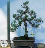 PINUS THUMBERGII KOTOBUKI - Image 3