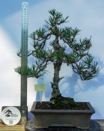 PINUS THUMBERGII KOTOBUKI - Image 4