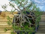 PINUS THUMBERGII KOTOBUKI