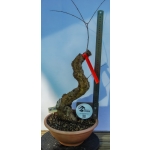 Romãzeira Yamadori | Punica granatum—AFC:041 - Image 2