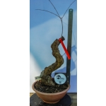 Romãzeira Yamadori | Punica granatum—AFC:041 - Image 3