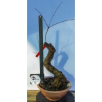 Romãzeira Yamadori | Punica granatum—AFC:041 - Image 4